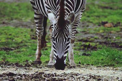 Zebras in a field