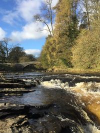 River flowing through forest