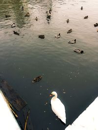 Ducks swimming in water