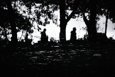 Silhouette trees in forest