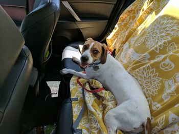 Dog sitting in car