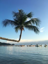 Coconut palm tree over sea against sky