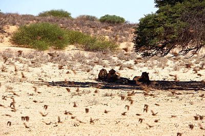 Flock of sheep on beach against sky