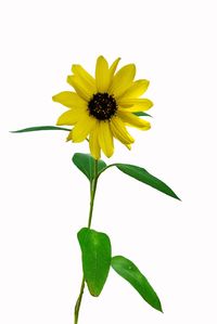Close-up of sunflower against white background