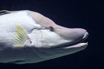 Close-up of fish swimming in sea