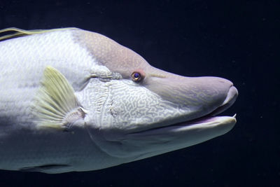 Close-up of fish swimming in aquarium