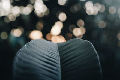 Close-up of leaf at night