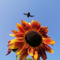 View of sunflower against sky