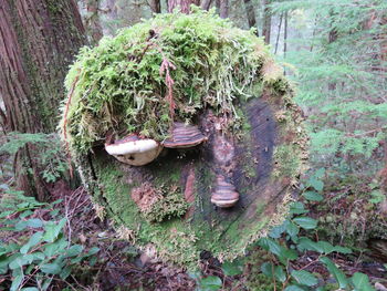 High angle view of plants in forest