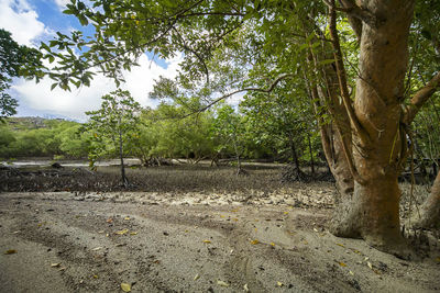 Trees on field in forest