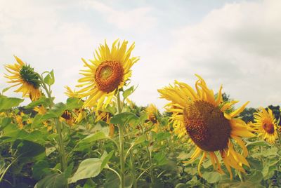 Close-up of sunflowers growing in field against sky