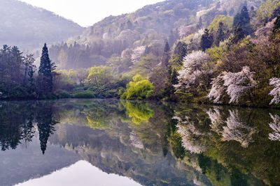 Reflection of trees in lake against sky