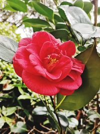 Close-up of red rose