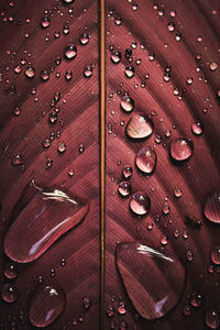 Full frame shot of raindrops on wood