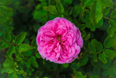 High angle view of pink flower blooming outdoors