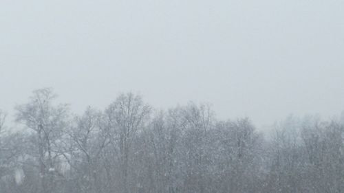 Bare trees on snow covered landscape against clear sky