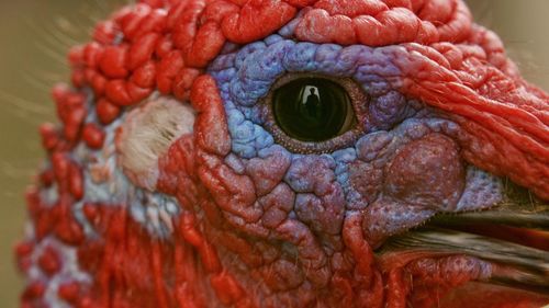 Close-up of animal head