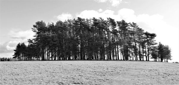 Trees on field against sky