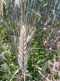 Close-up of crops on field