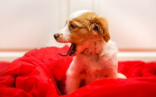 Close-up of dog at home