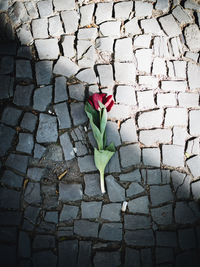 Close-up of rose on footpath