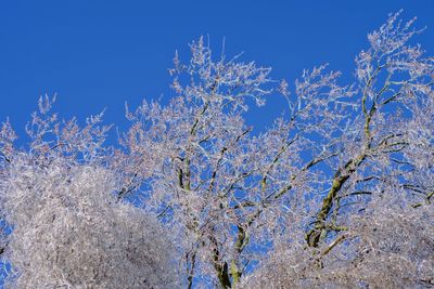 Low angle view of trees against blue sky