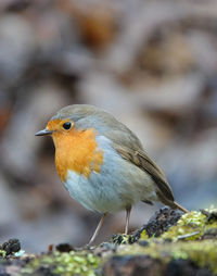 Close-up of a bird perching on a rock