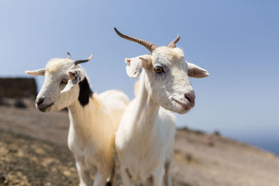 Goats on field against clear blue sky