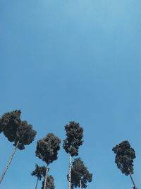 Low angle view of trees against blue sky