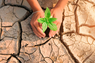 Close-up of hand holding plant