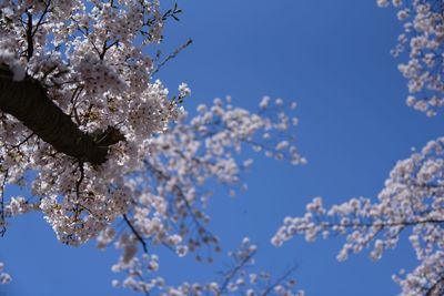 Cherry blossom against blue sky