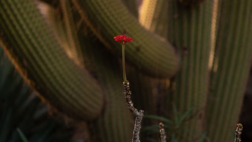 Close-up of plant