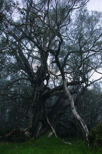 View of bare tree in forest