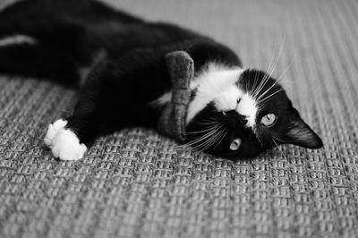 Close-up portrait of a cat