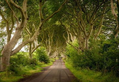 Road amidst trees in forest