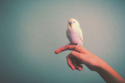 Close-up of budgerigar on cropped hand