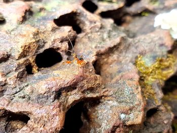 Full frame shot of tree trunk