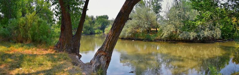 Scenic view of lake by trees in forest