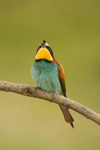 Close-up of bird perching on branch