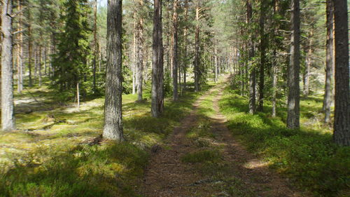 View of pine trees in forest