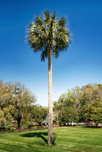 Palm trees against clear sky