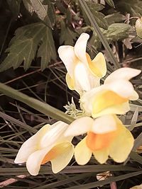 Close-up of flower blooming outdoors