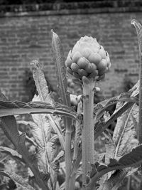 Close-up of flowering plant on field