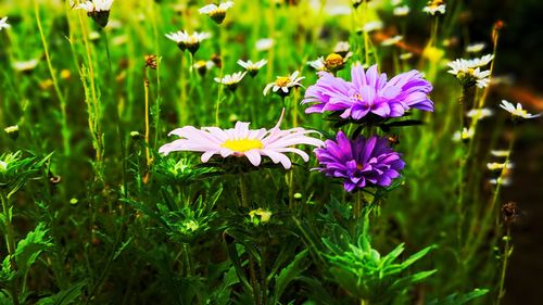 Close-up of purple flowering plants