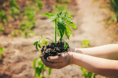 Close-up of hand holding plant