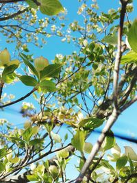 Low angle view of tree against blue sky