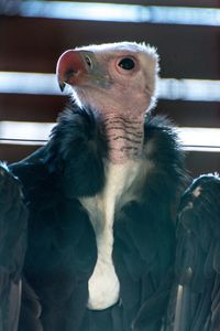 Close-up of condor in zoo