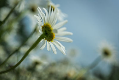 Close-up of white daisy flower