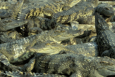 Full frame shot of crocodile with sea in background