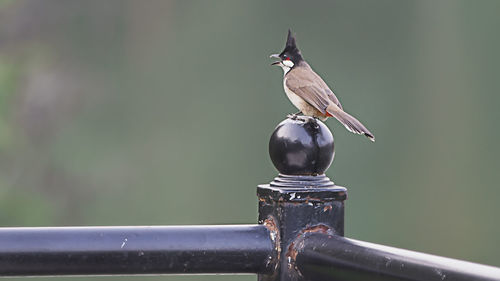 Close-up of bird perching on railing